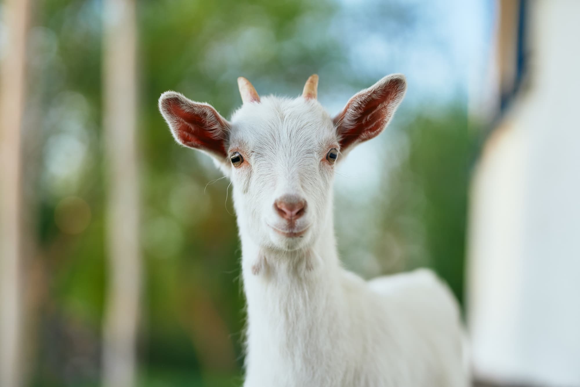 jeune chèvre blanche